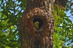 Alexandrian Parrot