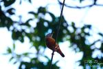 Bird Holding Tight