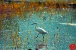 Egret