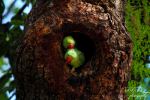 Two Parrots