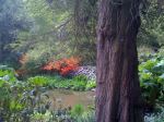 Red Flowers At Churston Fishacre