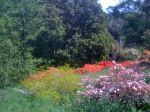 Flowers At Churston Fishacre Devon Uk