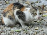 Posing Catyyyy