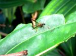 Bee On The Leaf