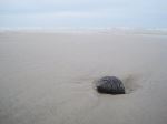 Seashell On The Beach