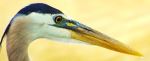 Blue Heron Hunting