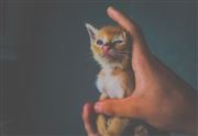 Kitty Cat