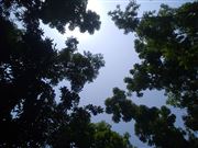 Sky And The Trees