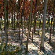 Small Forest
