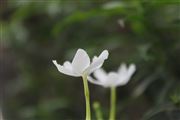 White Flower