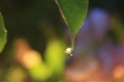 Leaf's With Rain Drops