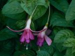 Fuschia