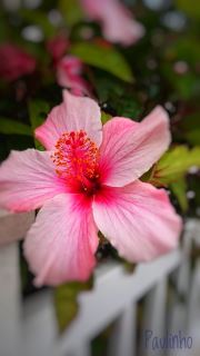 Hibiscus In The City