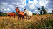 Horses At The Sun