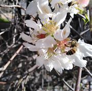 Flowers For Bees