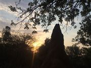 Anthill Views 