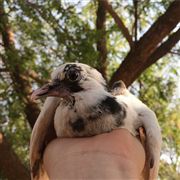 Baby Pigeon 