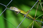 Lazy Chameleon