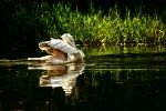 Lonely Pelican Bird