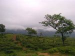 Hilly Area Of Sylhet In Bangladesh