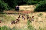 Wild Dogs Vs Black Rhino