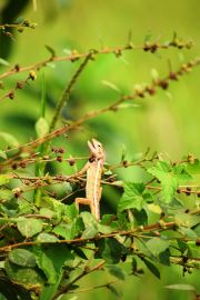 Garden Lizard