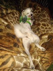 The Photogenic Beast