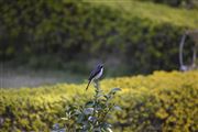 Beautiful Bird 