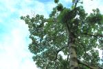 Tree Under The Sky