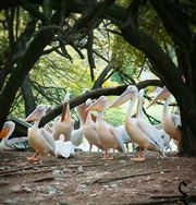 Birds Meeting