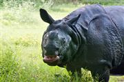Smiling Rhino