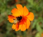 Bee On Flower