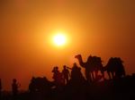 Camel In Background Of Twilight In Desert