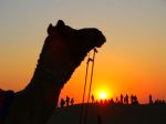 Camel In Background Of Twilight In Desert