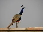 Close Encounter With Peacock