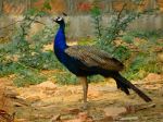 Close Encounter With Peacock