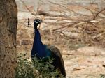 Close Encounter With Peacock
