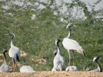 Migratory Demoiselle Cranes In Khichan