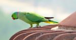 Parrot On Roof