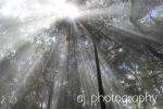 Rays Of Hope