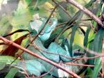 Chameleon