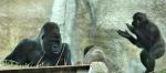 Chimpanzees