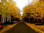 Fall Foliage