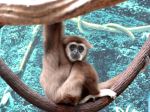 Orangutan