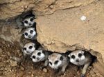 Collective Curiosity