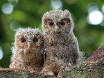 Two Owlets