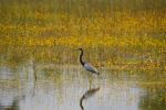 Crane In Pond