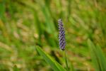 Purple Cat Tail