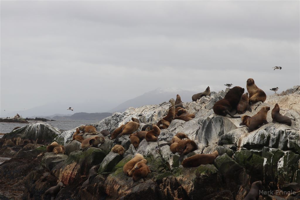 Sea Lions of the Beagle Channel.
