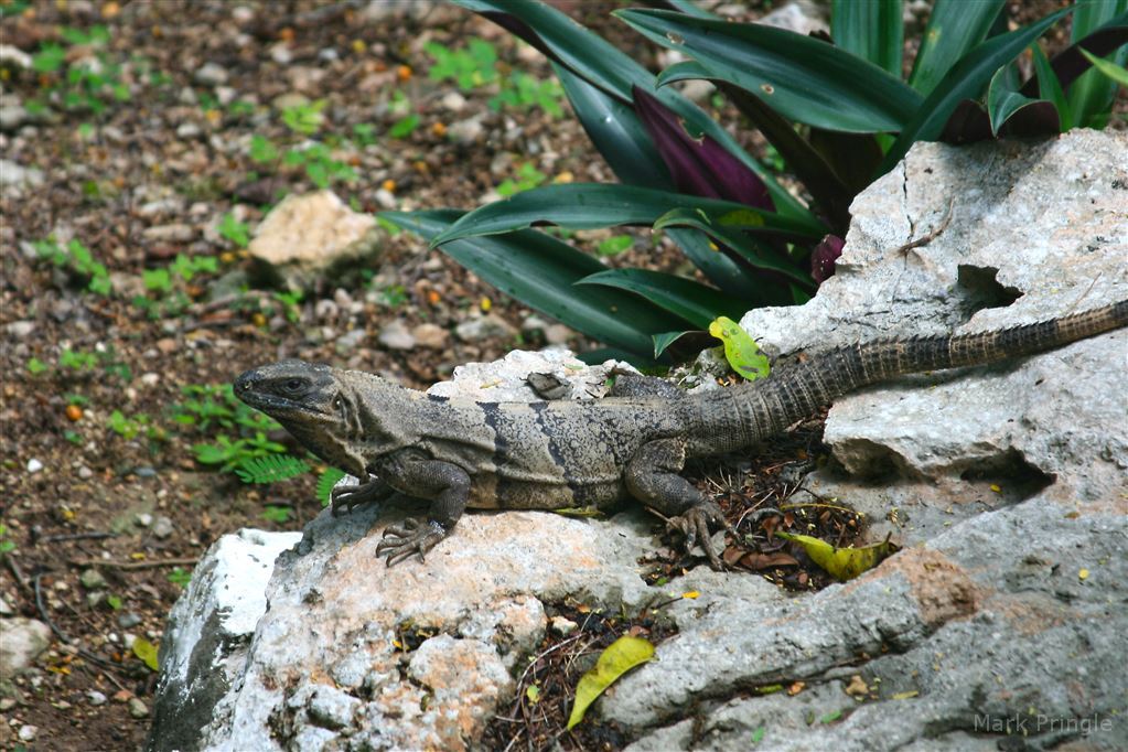 Lizard In Cancun Mexico